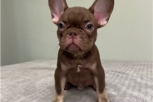 Chuck - French Bulldog for sale