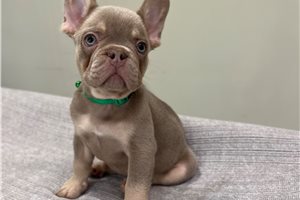 Cudi - French Bulldog for sale
