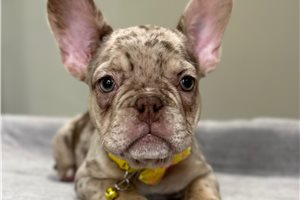 Diva - French Bulldog for sale