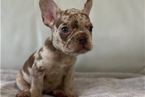 Dasha - puppy for sale
