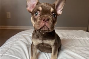 Bastian - French Bulldog for sale