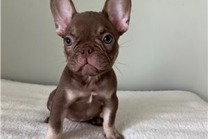Chuck - French Bulldog for sale