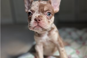 Brooke - puppy for sale