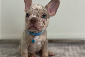 Delilah - French Bulldog for sale