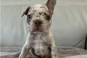 Dawson - puppy for sale