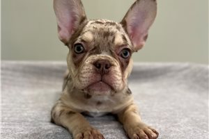 Delaney - French Bulldog for sale