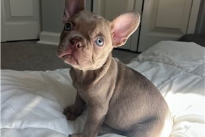Baron - puppy for sale