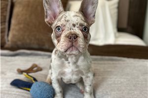 Dawson - French Bulldog for sale