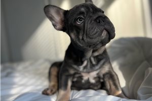 Adonis - French Bulldog for sale
