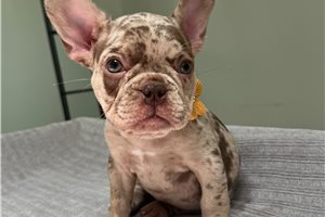 Dasha - French Bulldog for sale