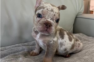 Delilah - puppy for sale