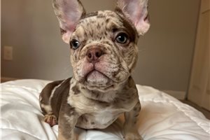 Boston - French Bulldog for sale