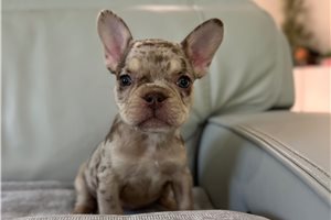 Delaney - puppy for sale