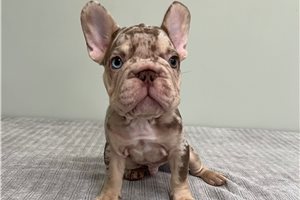 Christian - French Bulldog for sale