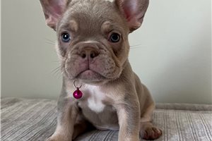 Callie - French Bulldog for sale