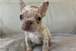 Dorothy - puppy for sale