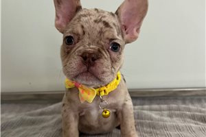 Diva - French Bulldog for sale