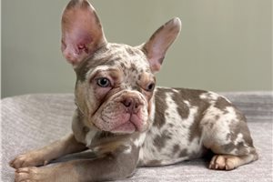 Delilah - French Bulldog for sale