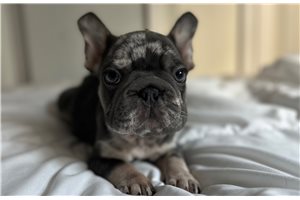 Austin - French Bulldog for sale