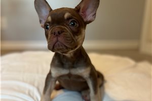 Bastian - French Bulldog for sale