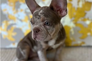 Betsy - puppy for sale