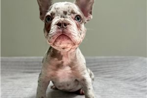 Dawson - French Bulldog for sale