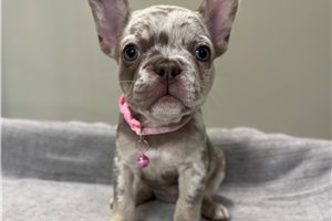 Cocia - French Bulldog for sale