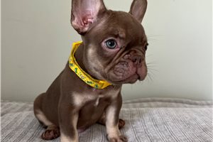 Chuck - French Bulldog for sale