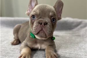 Cudi - French Bulldog for sale