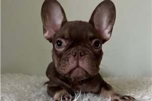 Chuck - French Bulldog for sale