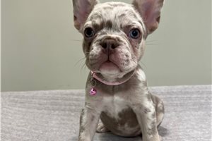 Cocia - French Bulldog for sale