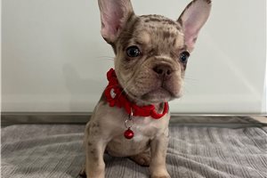 Delaney - French Bulldog for sale