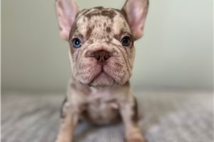 Christian - French Bulldog for sale