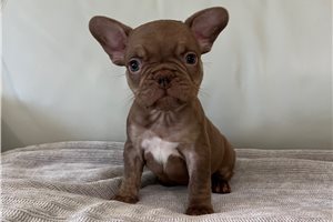 Delta - French Bulldog for sale