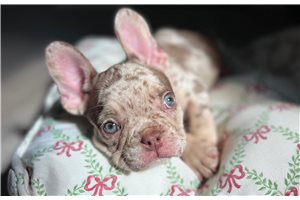 Boston - puppy for sale