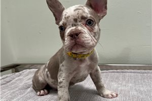 Dawson - French Bulldog for sale