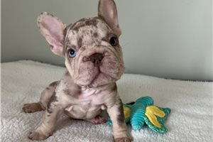 Christian - French Bulldog for sale
