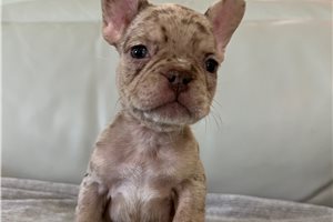 Diva - puppy for sale