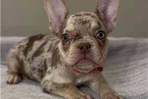 Delaney - French Bulldog for sale