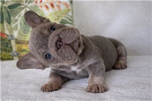 Aristotle - French Bulldog for sale