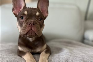 Bastian - French Bulldog for sale