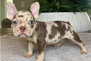 Blaine - French Bulldog for sale