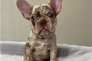 Dasha - French Bulldog for sale