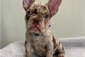 Dasha - French Bulldog for sale