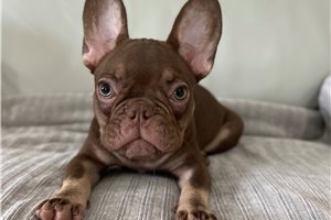 Chuck - French Bulldog for sale