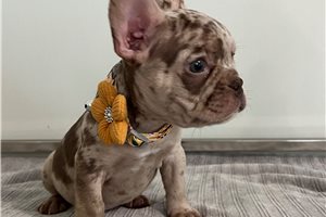 Dasha - French Bulldog for sale