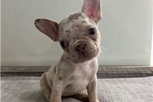 Dorothy - puppy for sale