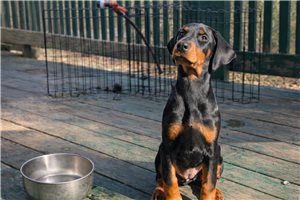 Anya - Doberman Pinscher for sale