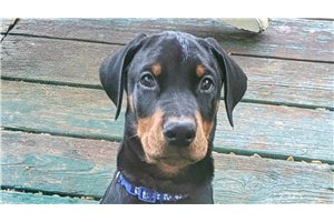 Alexander - Doberman Pinscher for sale