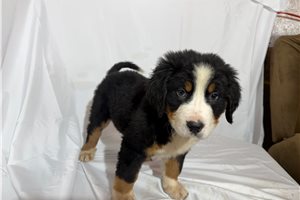 Alexis - Bernese Mountain Dog for sale